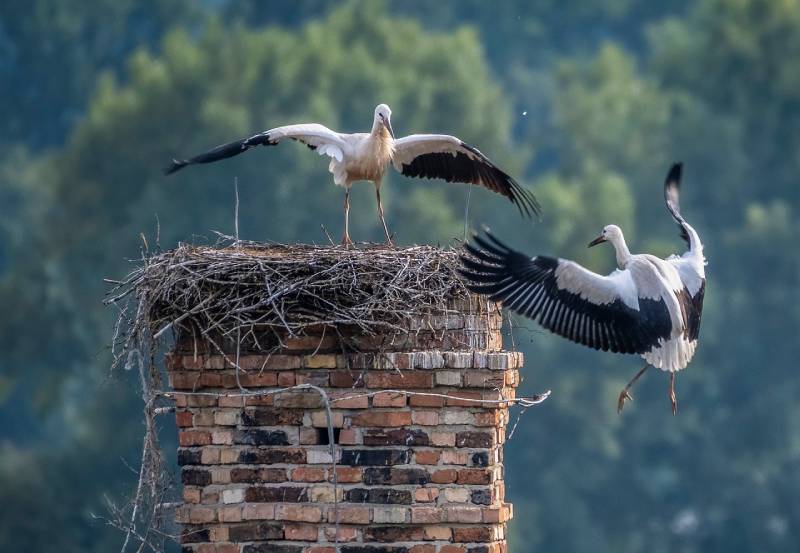 Expert Chimney Animal Removal in Ijamsville, MD Professional Chimney Animal Removal Services in Ijamsville, Maryland