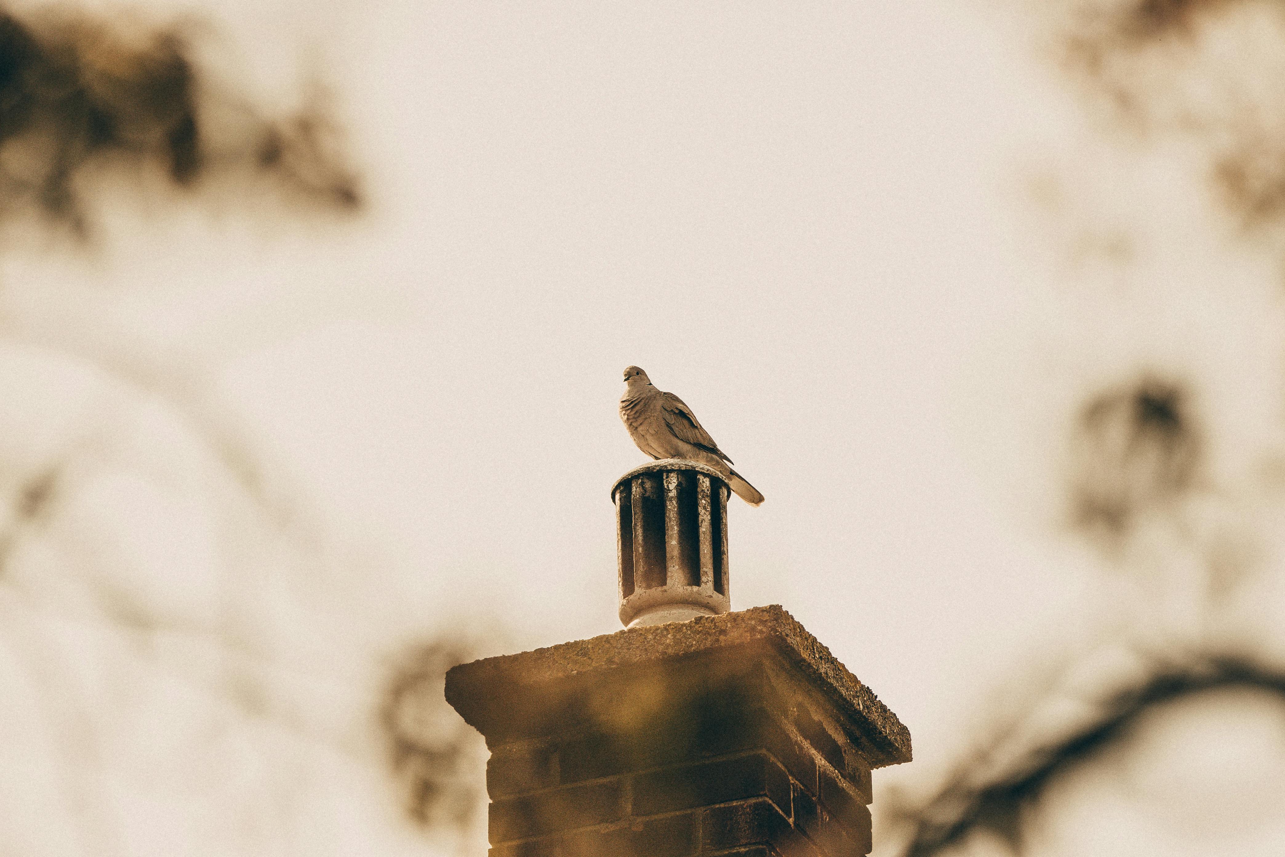 Professional Chimney Cap Installation Services in Ijamsville, MD Expert Chimney Cap Installation in Ijamsville, Maryland